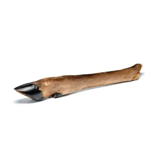 Patte de cerf pour chien