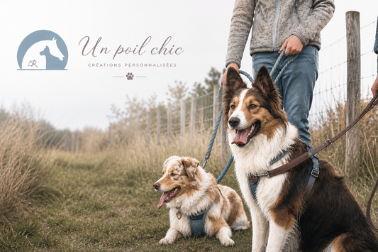 Laisse multiposition : l’outil idéal pour éduquer son chien et qu'il ne tire plus