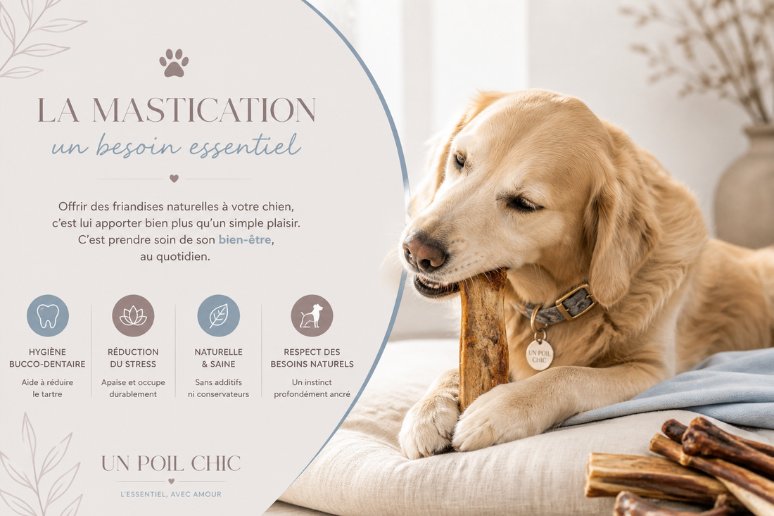 La mastication