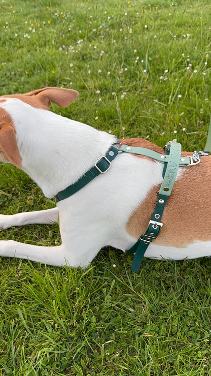 Harnais en H pour chien en BIOTHANE sur mesure et personnalisable bicolore