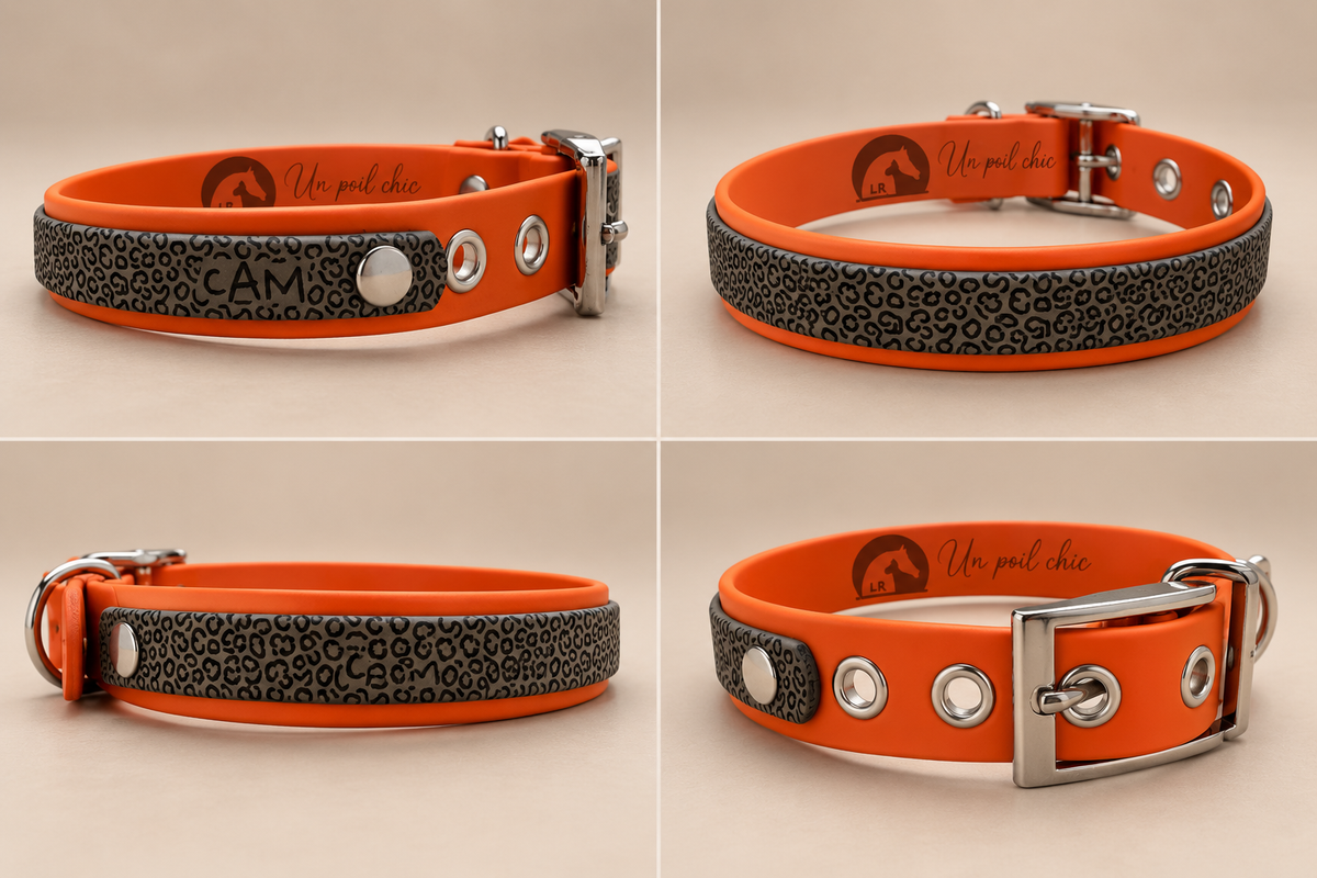 L’Alliance — Collier Biothane® bicolore personnalisé pour chien