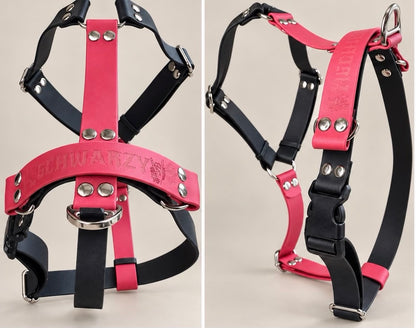 L’Alliance — Harnais H Biothane® bicolore sur mesure pour chien