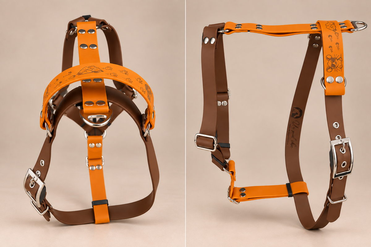 L’Alliance — Harnais H Biothane® bicolore sur mesure pour chien