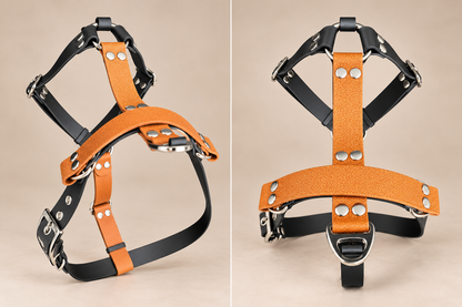 L’Alliance — Harnais H Biothane® bicolore sur mesure pour chien