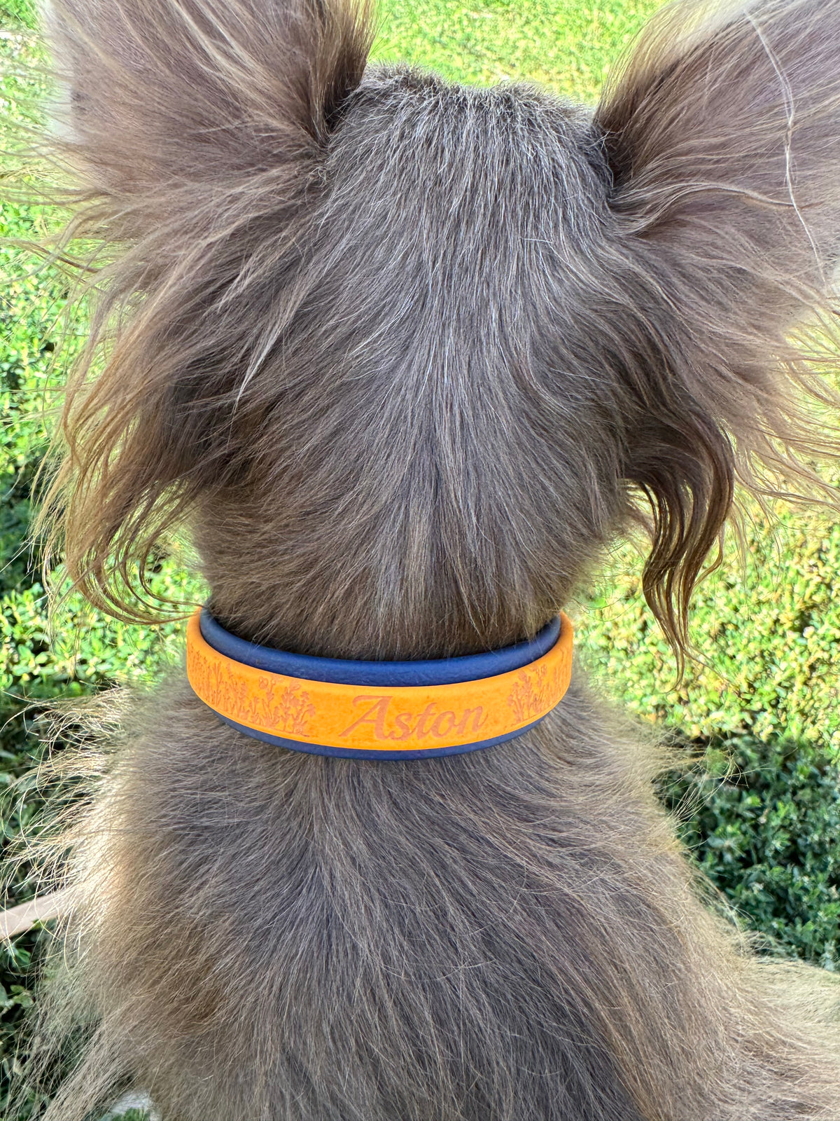 L’Express — Collier Biothane® à boucle rapide personnalisé pour chien