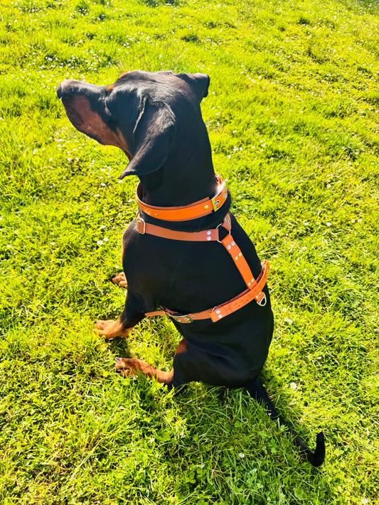 Harnais en H pour chien en BIOTHANE sur mesure et personnalisable bicolore