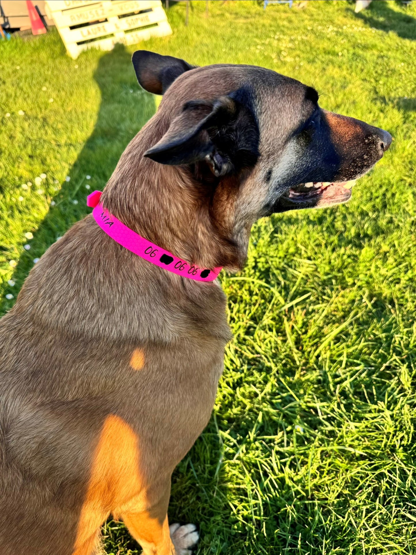 Collier pour chien sur mesure et personnalisable en HEXA Unicolore