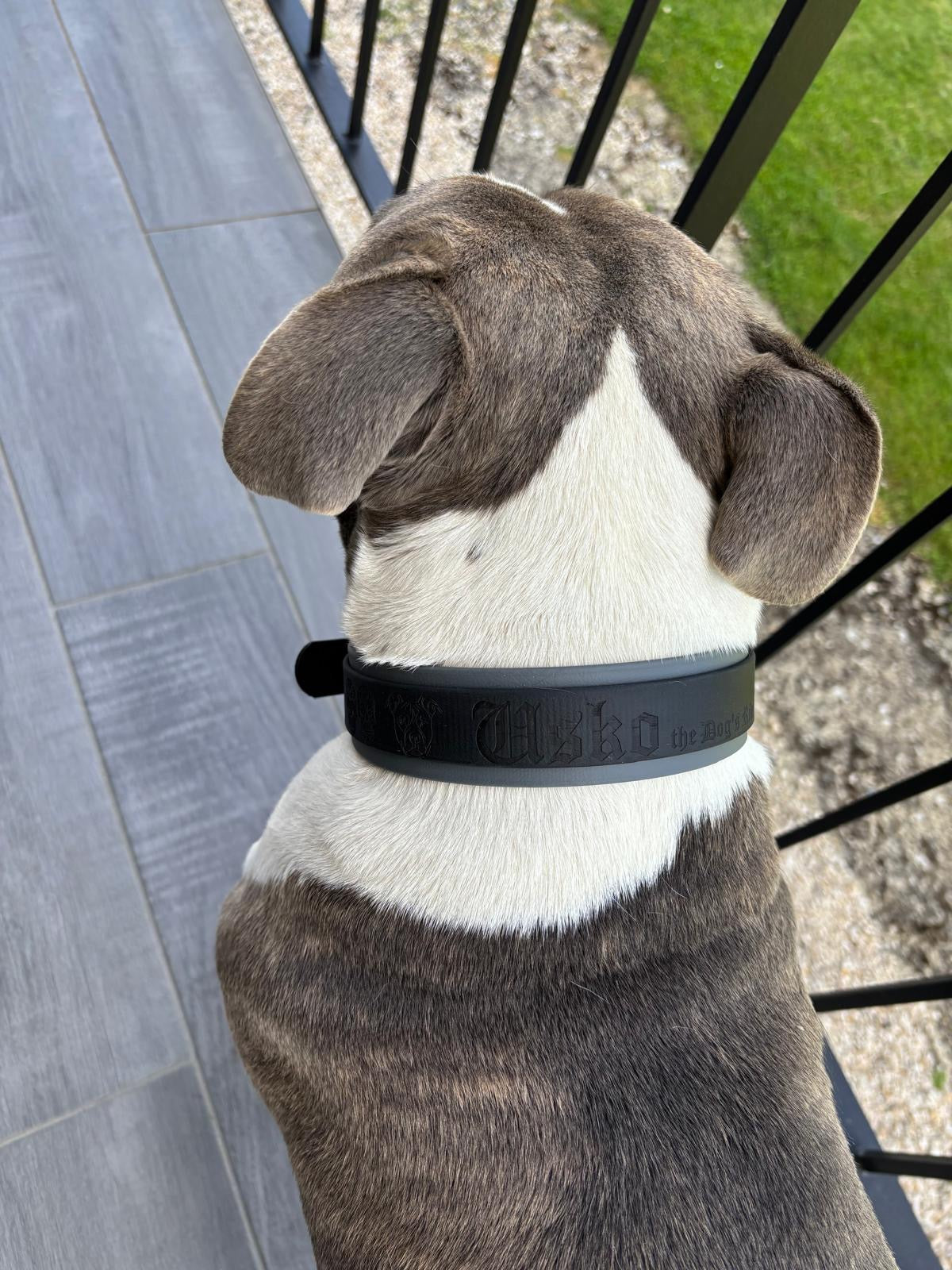 Collier pour chien sur mesure et personnalisable en BIOTHANE Bicolore