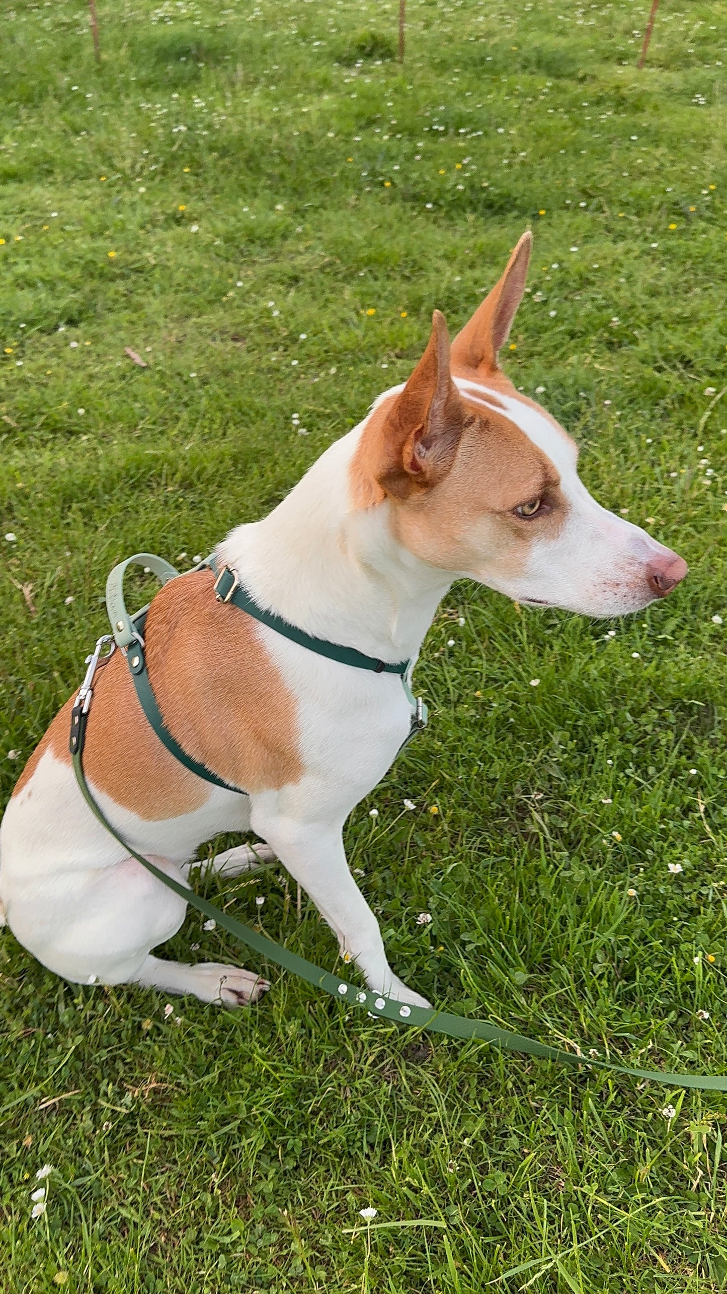Harnais en H pour chien en BIOTHANE sur mesure et personnalisable bicolore