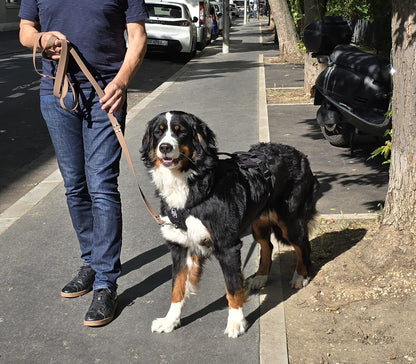 Laisse multipositions pour chien en HEXA personnalisable unicolore