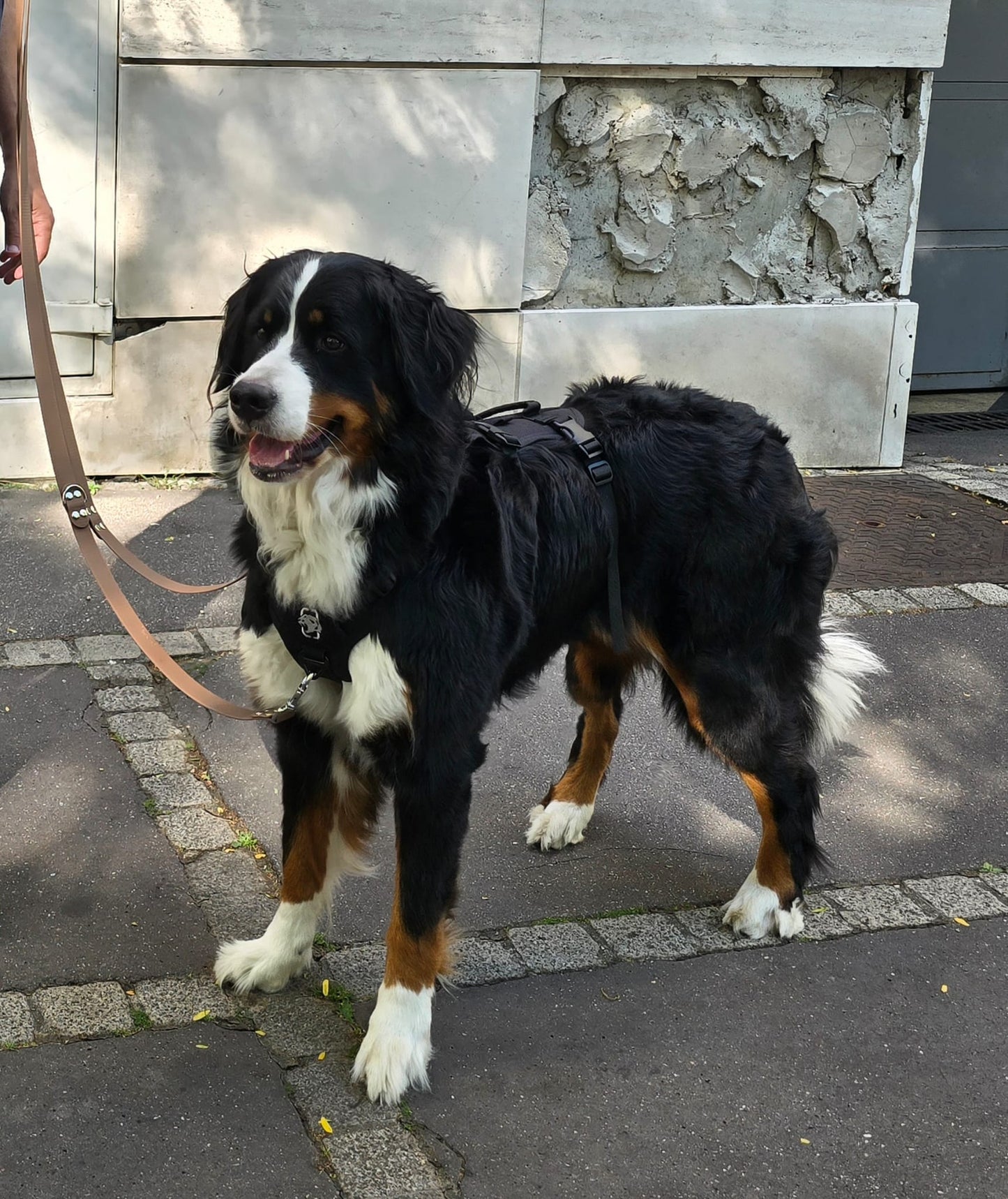Laisse multipositions pour chien en HEXA personnalisable unicolore