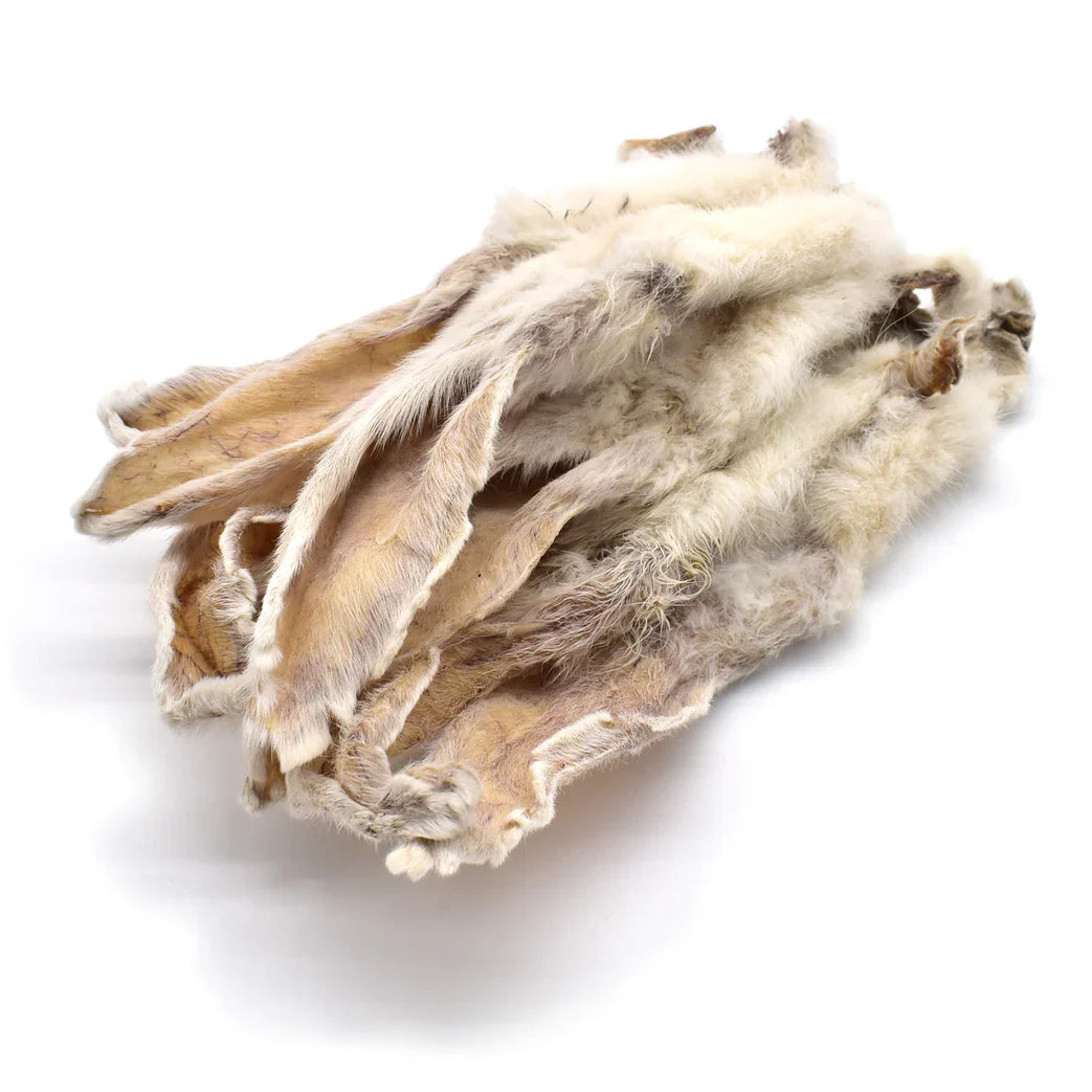Oreille de lapin pour chien