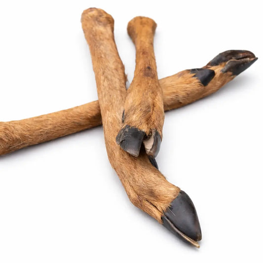 Patte de chevreuil pour chien